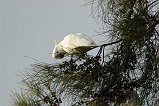 Sulphur-Crested Cockatoo 106